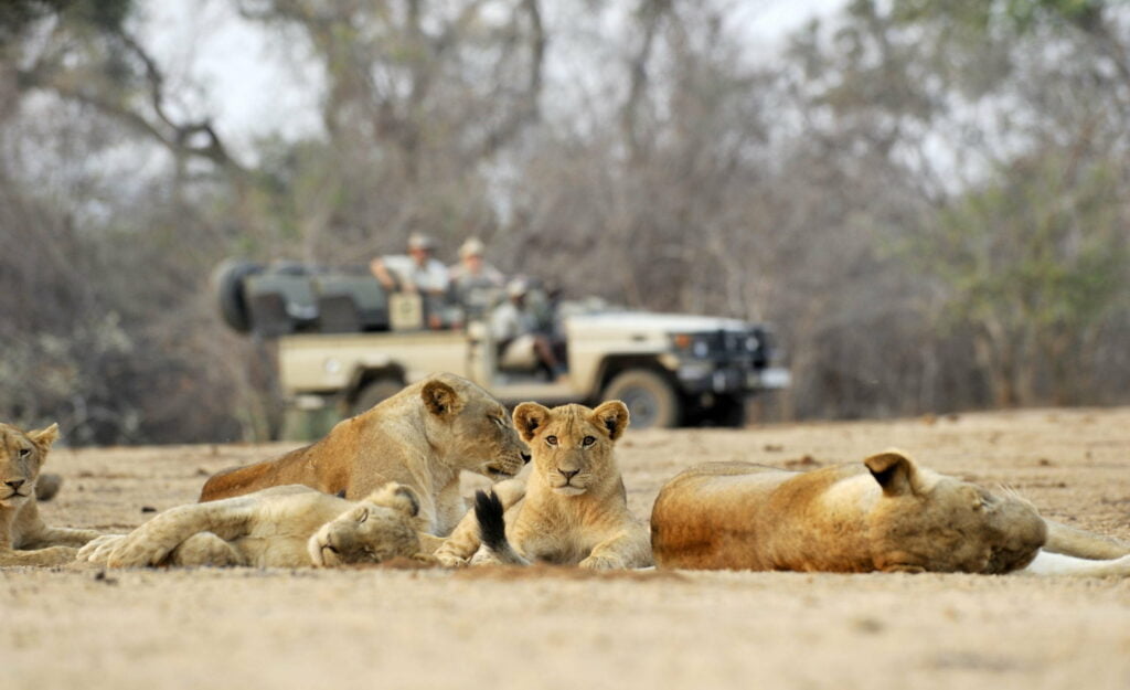 Is Zimbabwe an amazing Africa safari destination